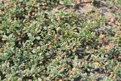 Glinus oppositifolius